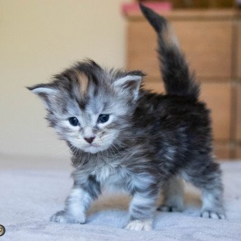 chaton Maine coon black tortie silver blotched tabby RUN RUN RUN And Popsi dust