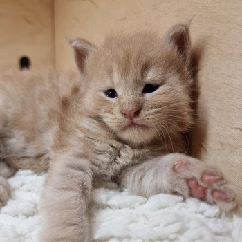 chaton Maine coon cream Sawyer And Popsi dust