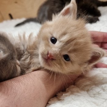 chaton Maine coon cream Sawyer And Popsi dust