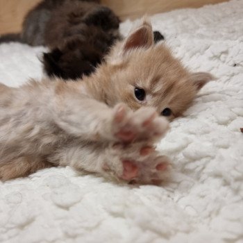 chaton Maine coon cream Sawyer And Popsi dust