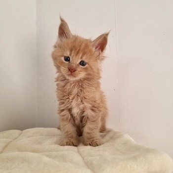 chaton Maine coon cream Sawyer And Popsi dust