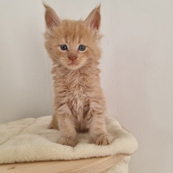 chaton Maine coon cream Sawyer And Popsi dust