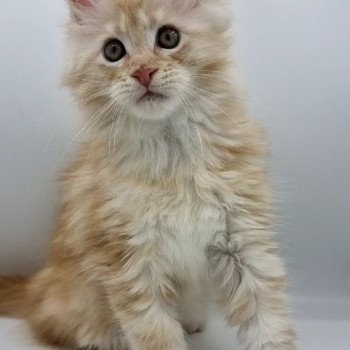 chaton Maine coon red silver blotched tabby See you Maybe And Popsi dust