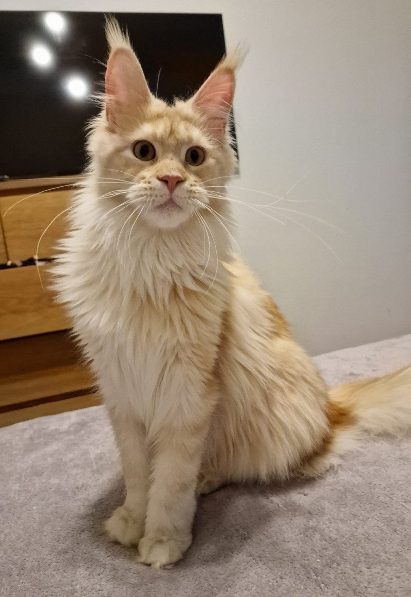 See You Maybe And Popsi Dust Chat Maine Coon Bouches Du Rhone