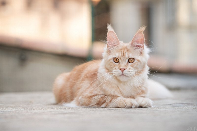 See you Maybe and Popsi dust Femelle Maine coon See you Maybe and Popsi dust Femelle Maine coon
