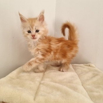 chaton Maine coon red smoke See you Soon And Popsi dust