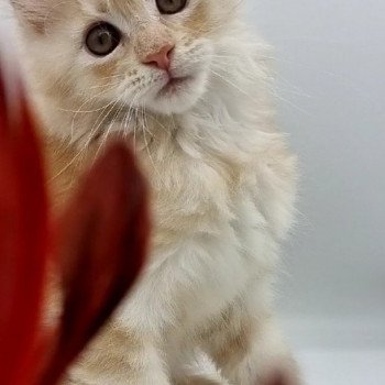 chaton Maine coon red silver blotched tabby See you Soon And Popsi dust