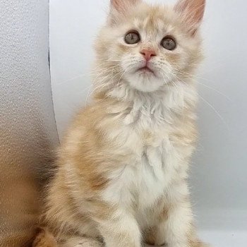 chaton Maine coon red silver blotched tabby See you Soon And Popsi dust