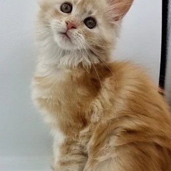 chaton Maine coon red silver blotched tabby See you Soon And Popsi dust