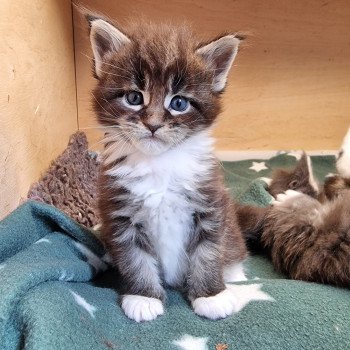 chaton Maine coon brown blotched tabby & blanc Sensory overload And Popsi dust chaton Maine coon brown blotched tabby & blanc Sensory overload And Popsi dust