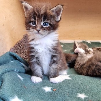chaton Maine coon brown blotched tabby & blanc Sensory overload And Popsi dust chaton Maine coon brown blotched tabby & blanc Sensory overload And Popsi dust