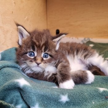 chaton Maine coon brown blotched tabby & blanc Sensory overload And Popsi dust