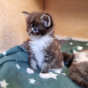 chaton Maine coon brown blotched tabby & blanc Sensory overload And Popsi dust chaton Maine coon brown blotched tabby & blanc Sensory overload And Popsi dust