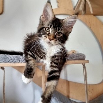 chaton Maine coon brown blotched tabby & blanc Sensory overload And Popsi dust chaton Maine coon brown blotched tabby & blanc Sensory overload And Popsi dust