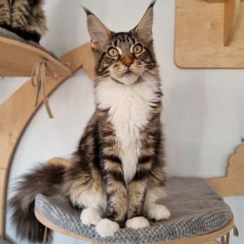 chaton Maine coon brown blotched tabby & blanc Sensory overload And Popsi dust chaton Maine coon brown blotched tabby & blanc Sensory overload And Popsi dust