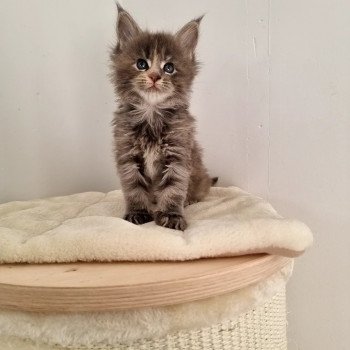 chaton Maine coon blue tortie shut-up And Popsi dust