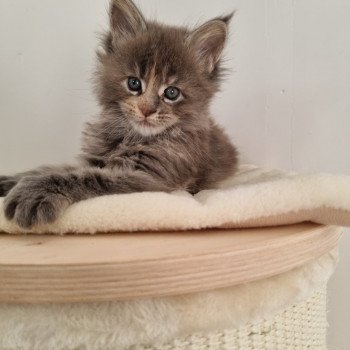 chaton Maine coon blue tortie shut-up And Popsi dust
