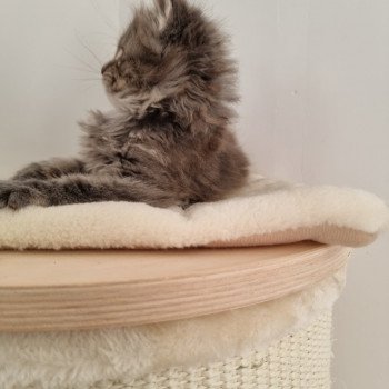 chaton Maine coon blue tortie shut-up And Popsi dust