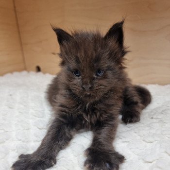 chaton Maine coon black Sine qua non And Popsi dust