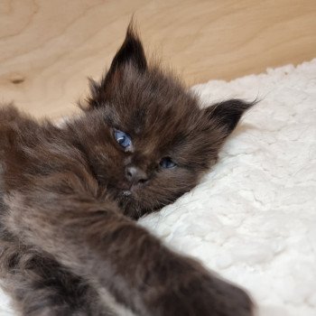 chaton Maine coon black Sine qua non And Popsi dust