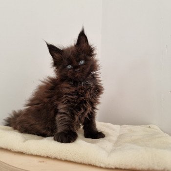 chaton Maine coon black Sine qua non And Popsi dust