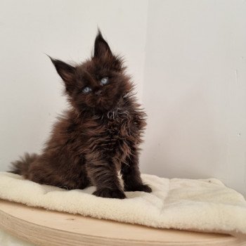 chaton Maine coon black Sine qua non And Popsi dust