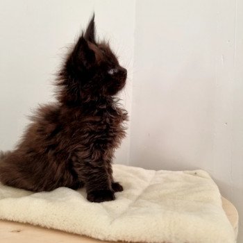 chaton Maine coon black Sine qua non And Popsi dust