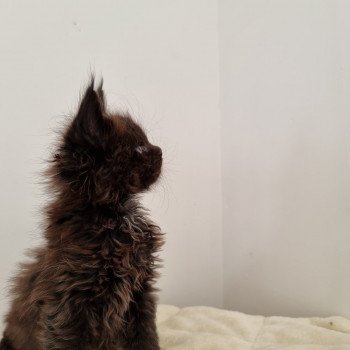 chaton Maine coon black Sine qua non And Popsi dust