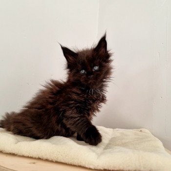 chaton Maine coon black Sine qua non And Popsi dust