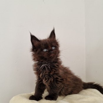 chaton Maine coon black Sine qua non And Popsi dust