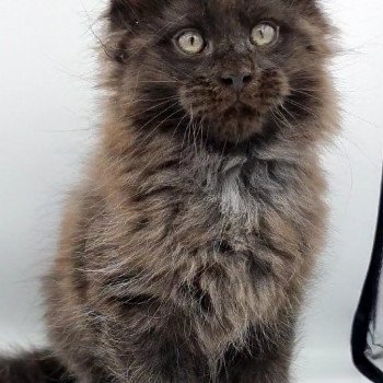 chaton Maine coon black Sine qua non And Popsi dust