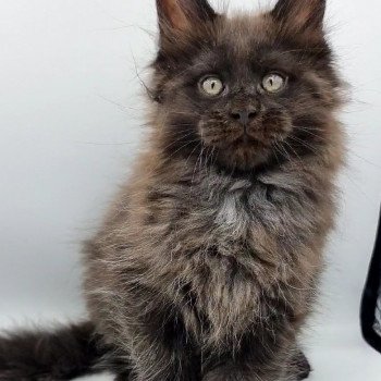 chaton Maine coon black Sine qua non And Popsi dust