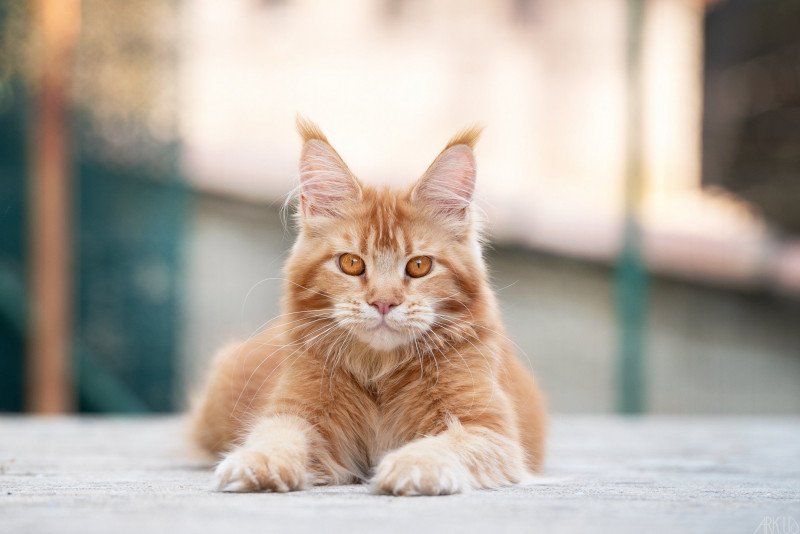 Singa'pop Femelle Maine coon