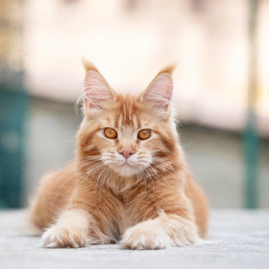 Singa'pop Femelle Maine coon