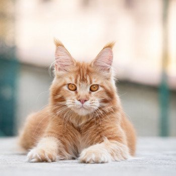 chat Maine coon Singa'pop de l'île verte And Popsi dust