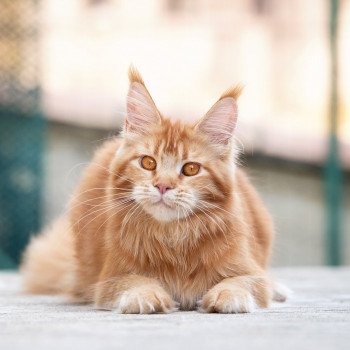 chat Maine coon Singa'pop de l'île verte And Popsi dust