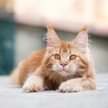 chat Maine coon Singa'pop de l'île verte And Popsi dust