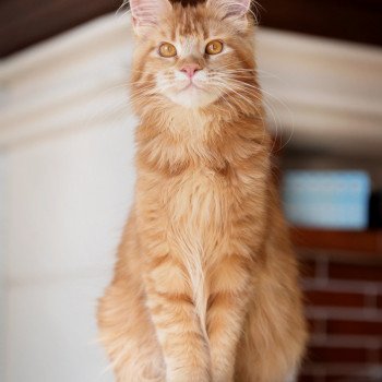 chat Maine coon Singa'pop de l'île verte And Popsi dust