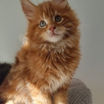 chaton Maine coon red blotched tabby Single malt and Popsi dust And Popsi dust