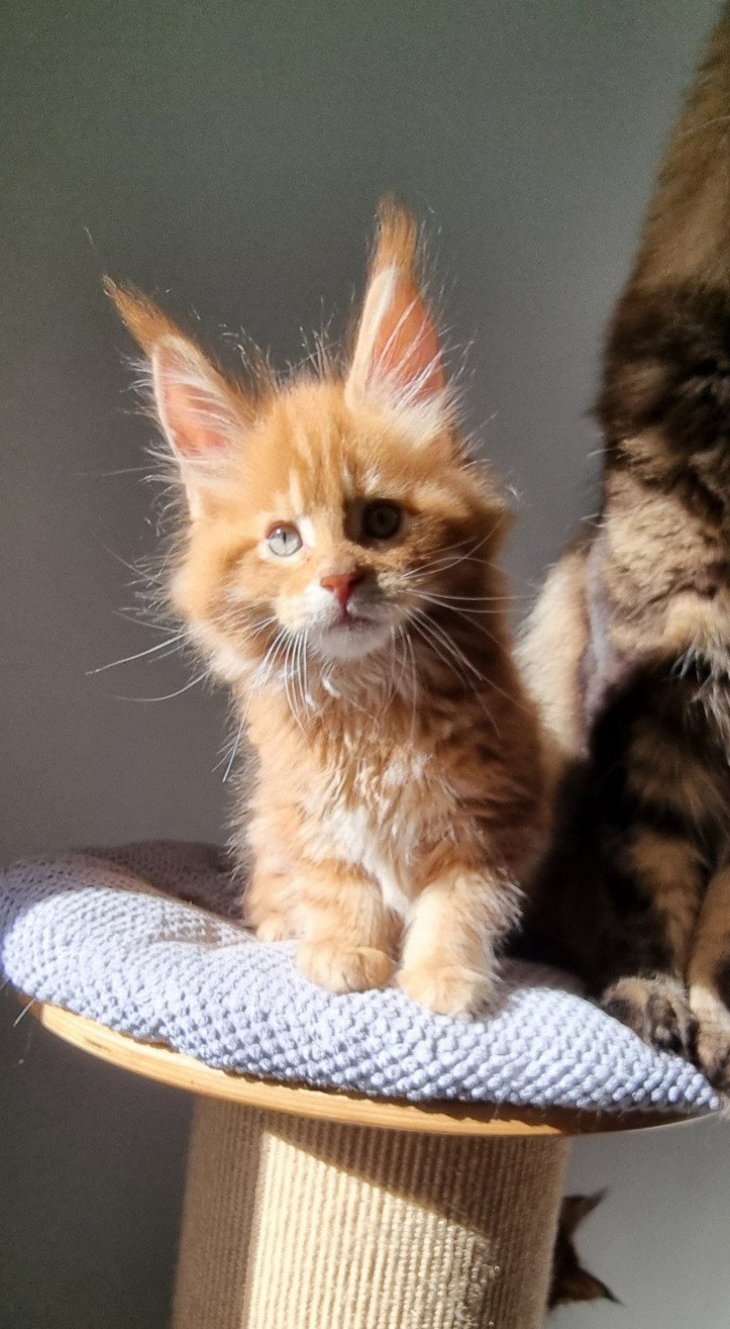 Single malt and Popsi dust And Popsi dust Mâle Maine coon