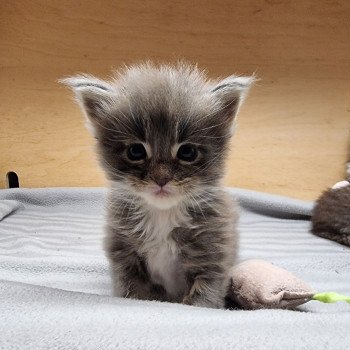 chaton Maine coon blue blotched tabby bicolor Siyayilanda And Popsi dust chaton Maine coon blue blotched tabby bicolor Siyayilanda And Popsi dust