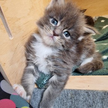 chaton Maine coon blue blotched tabby bicolor Siyayilanda And Popsi dust chaton Maine coon blue blotched tabby bicolor Siyayilanda And Popsi dust