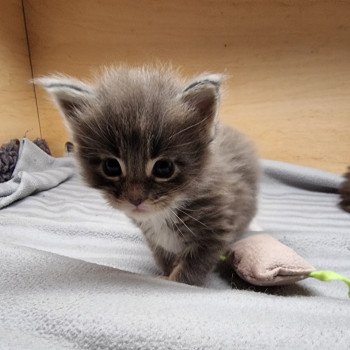 chaton Maine coon blue blotched tabby bicolor Siyayilanda And Popsi dust chaton Maine coon blue blotched tabby bicolor Siyayilanda And Popsi dust