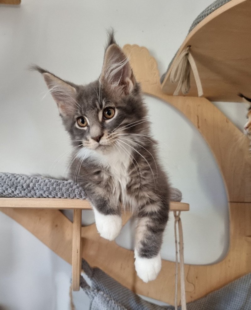 Skyscraper And Popsi dust Mâle Maine coon