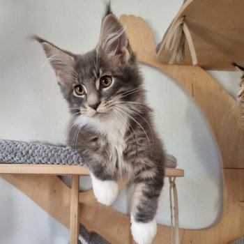 chaton Maine coon blue blotched tabby & blanc Skyscraper And Popsi dust