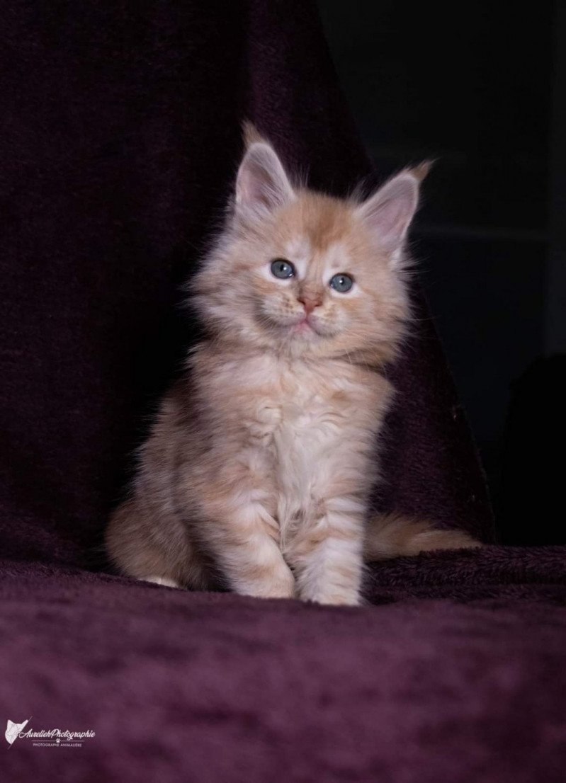 So Big surprise And Popsi dust Mâle Maine coon