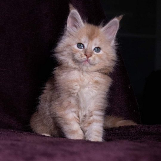 So Big surprise And Popsi dust Mâle Maine coon