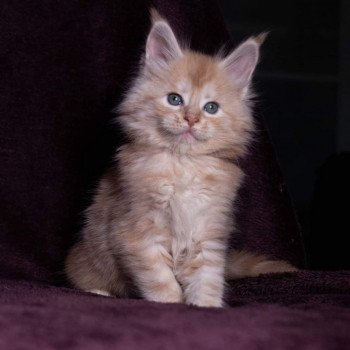chaton Maine coon cream silver blotched tabby So Big surprise And Popsi dust