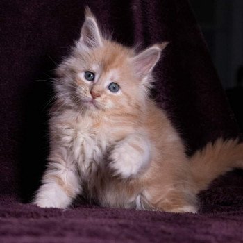 chaton Maine coon cream silver blotched tabby So Big surprise And Popsi dust