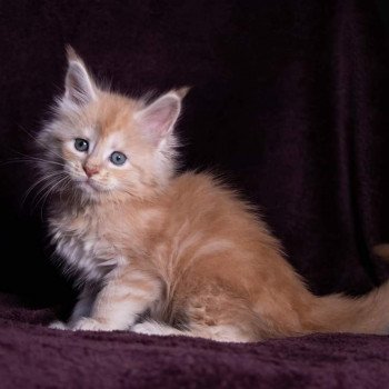 chaton Maine coon cream silver blotched tabby So Big surprise And Popsi dust